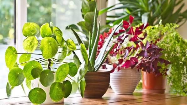 Best Plants To Grow At Home
